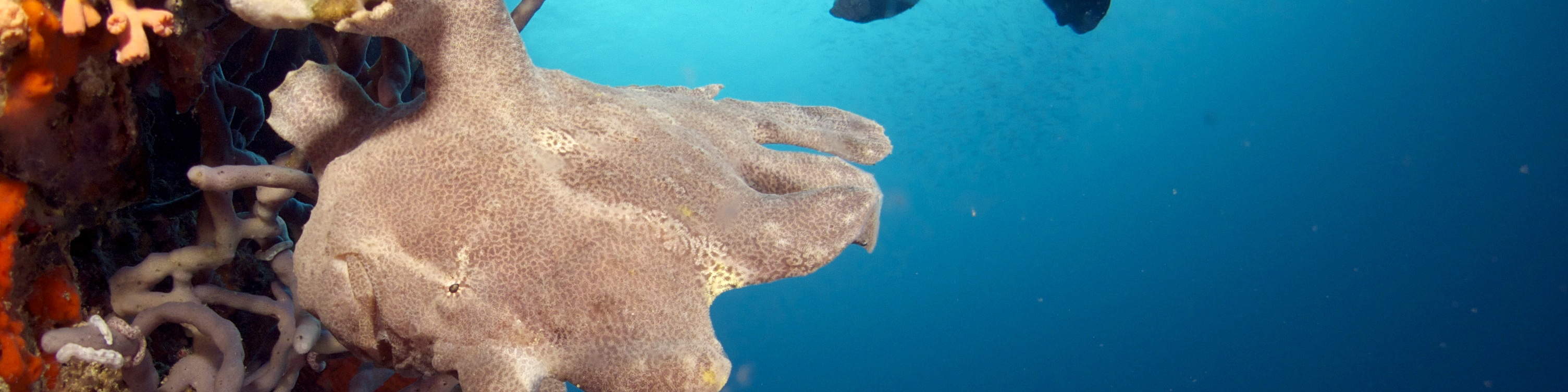 PADI Advanced Open Water Diver